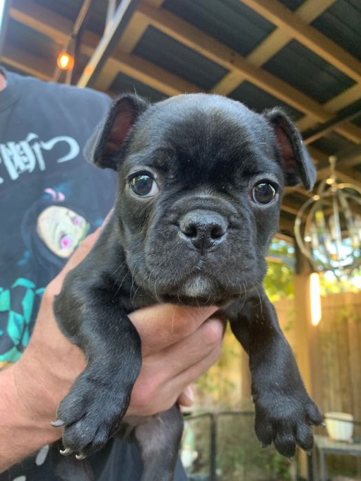 Frenchton Puppies