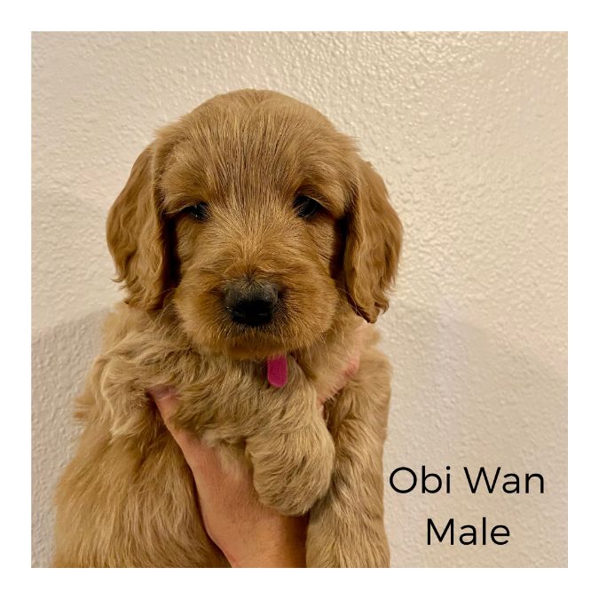 Goldendoodle Puppies Ready Now!