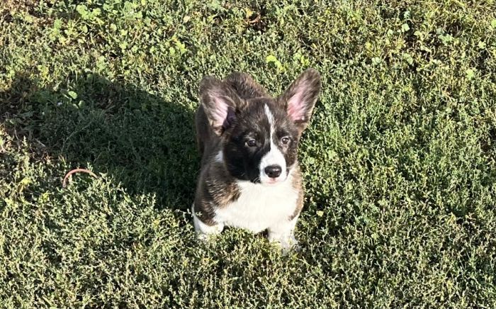 American Corgi Puppies