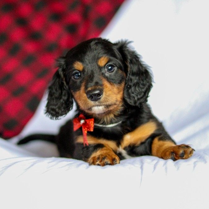 Miniature Dachshund Puppies