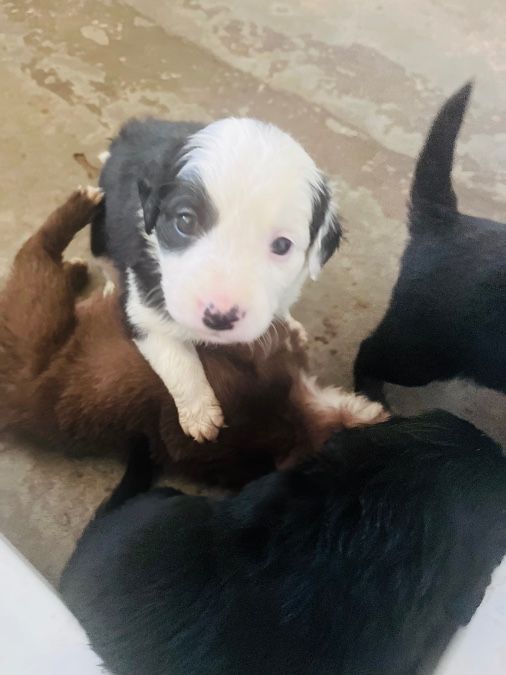 Border collie mix pups