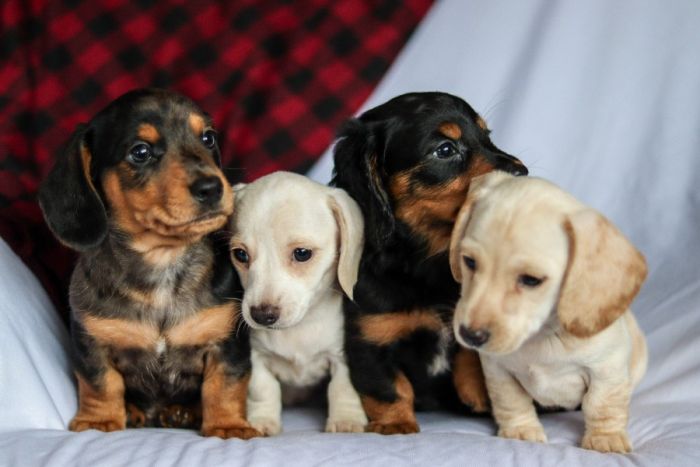 Miniature Dachshund Puppies