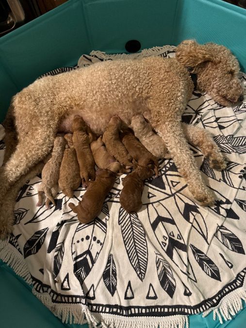 9 puppies