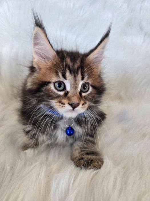 MAINE COONS