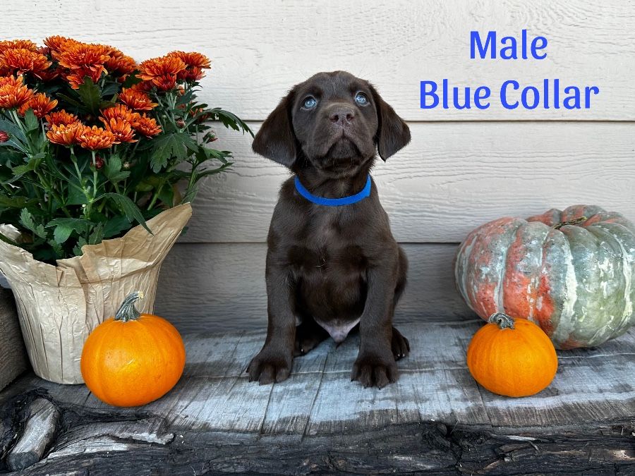 Blue Collar Male