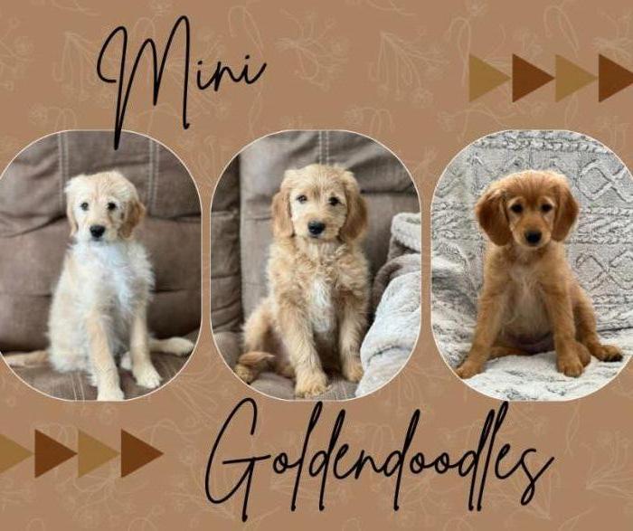 Mini Goldendoodle Puppies- Fur ever homes