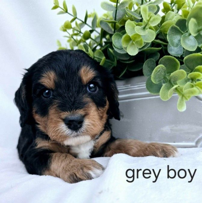 Grey Boy