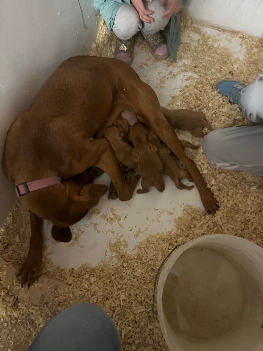 Vizsla pups