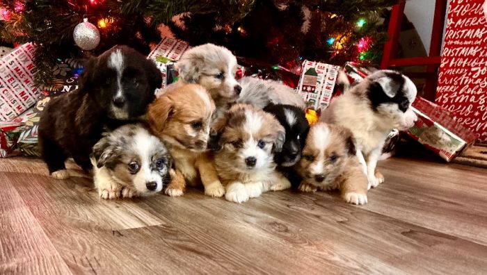 Toy/Mini Aussiedoodle Puppies