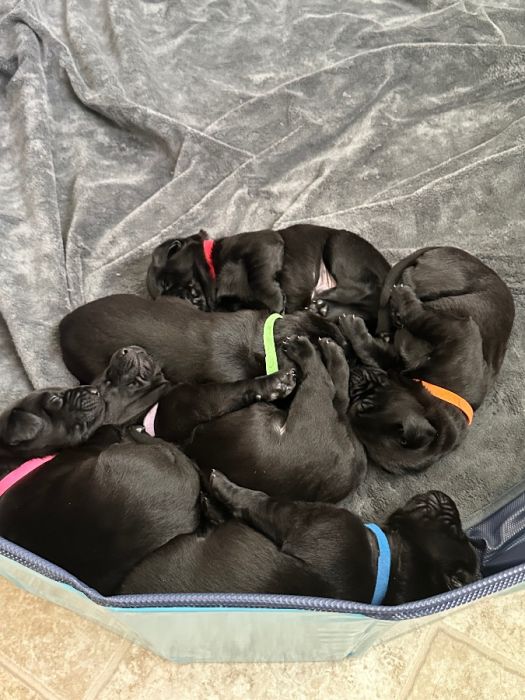 Black Lab Puppies -AKC registered