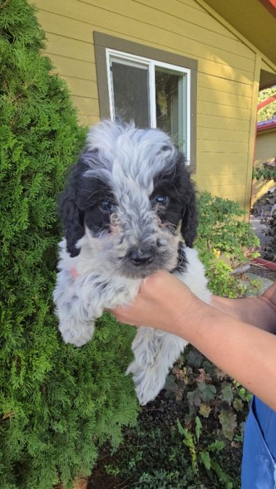 Micro Mini Bernedoodles 