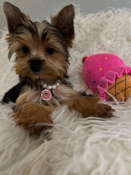 Akc registered Yorkie puppies 