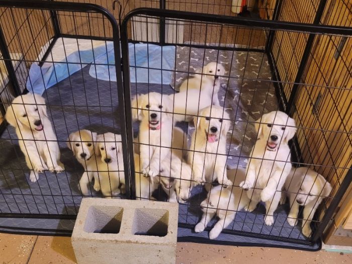 AKC Golden Retriever Puppies