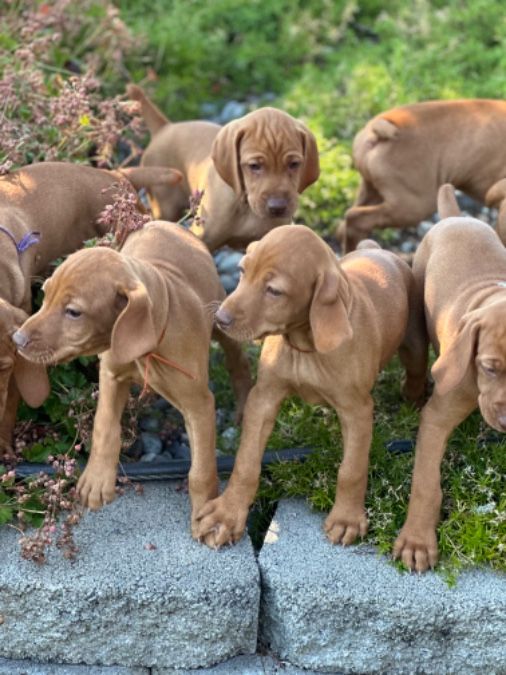 Vizsla puppies for sale!