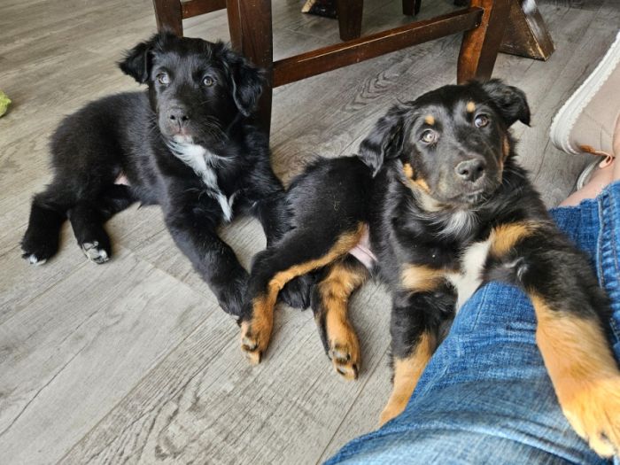 Australian Shepherd puppies