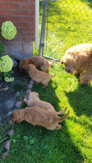 Goldendoodle puppies