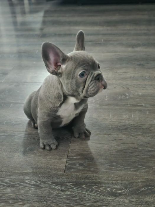 French Bulldogs 