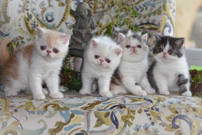 Persian Exotic Shorthair Kittens  CFA CH Lines