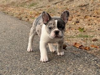 AKC French Bull Dog