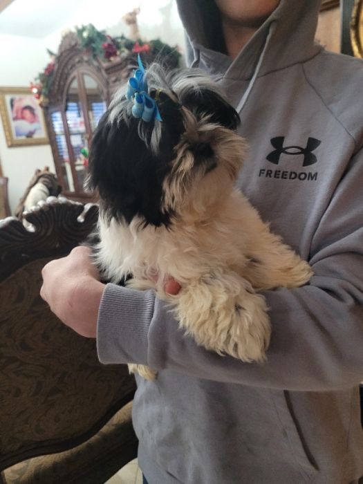 Precious akc registered shih tzu puppies 