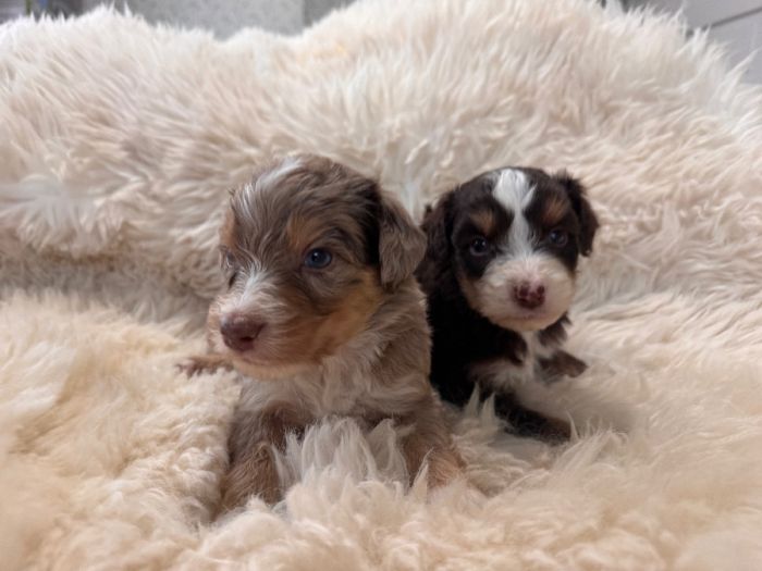 Red Merle male and red tri male 