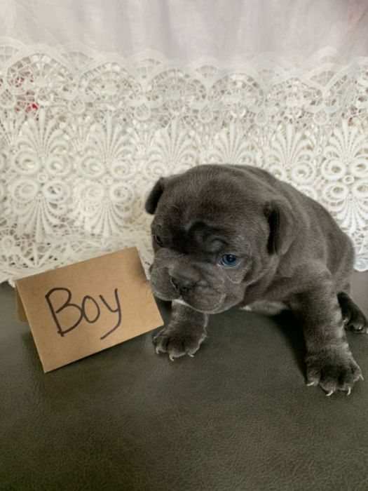 French Bull Dog Puppies