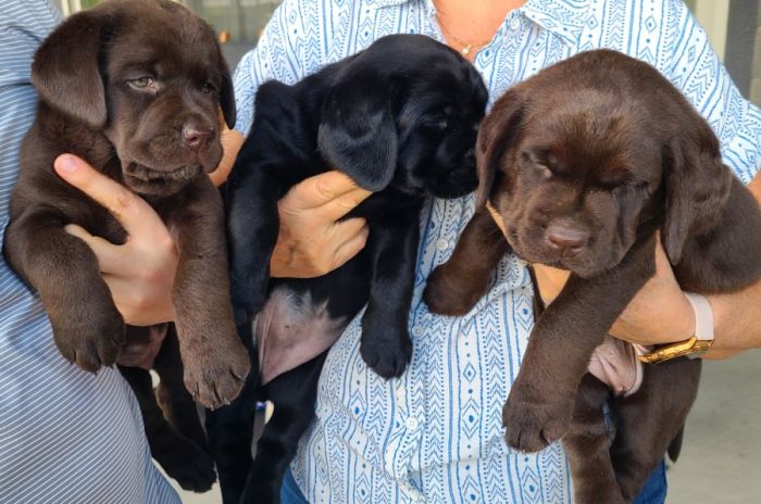 Three puppies, at about 6 weeks. One chocolate is sold.