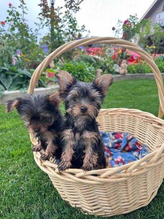 Yorkie puppies