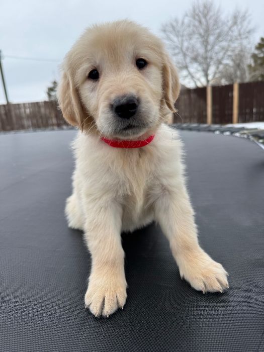 Purebred Golden Retriever Puppies 