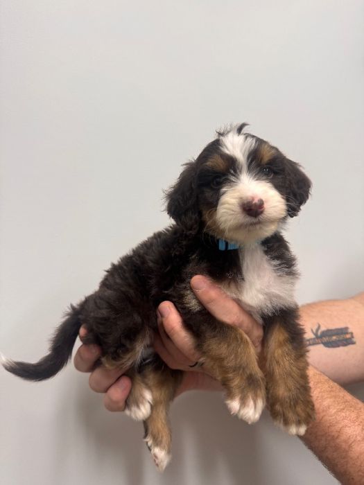 Aussiedoodle Puppies