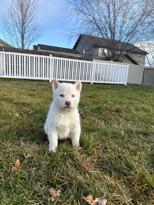 Siberian Husky Puppies - 2 Males 