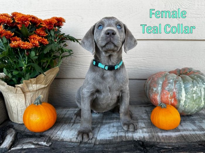 Silver Lab Female AKC