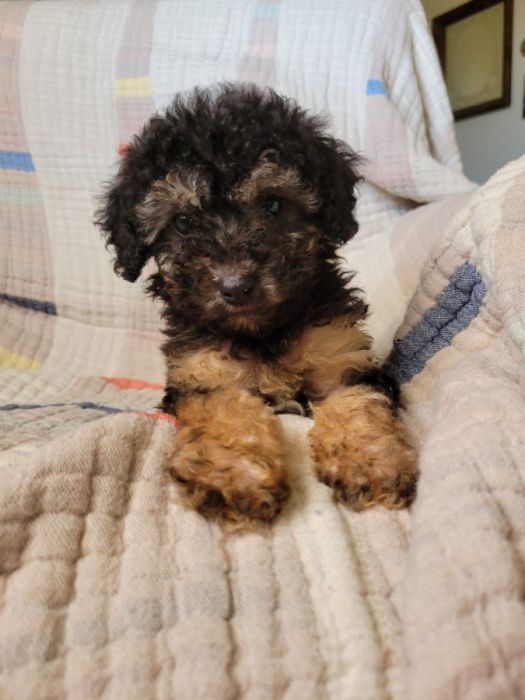 Toy Poodle Female Puppy!