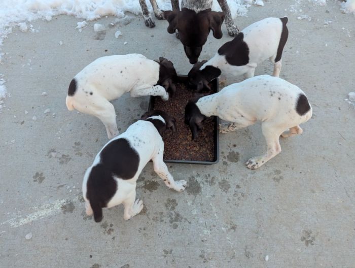 German shorthaired pointer pups 