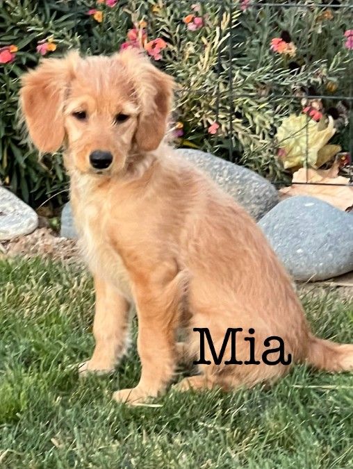 Mini Goldendoodle Puppies- Fur ever homes