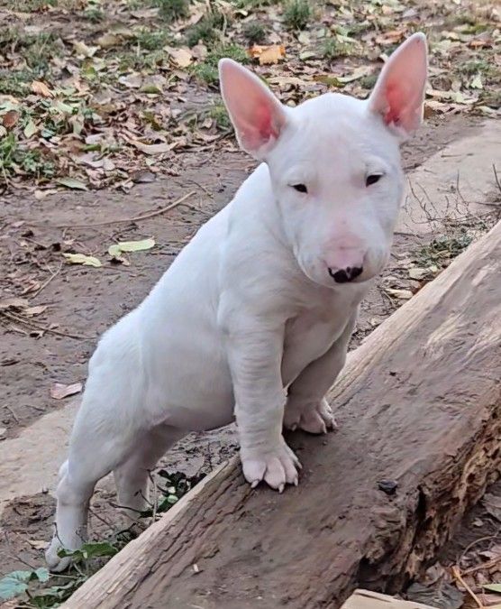 ENGLISH BULL TERRIER PUPPY FEMALE AKC