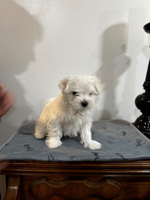 AKC champion sire Maltese 