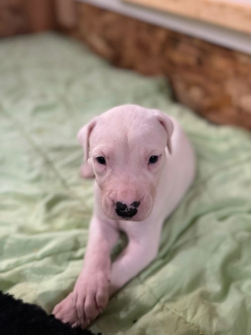 AKC Registered Dogo Argentino Puppies