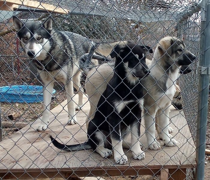 Anatolian/wolf cross pups