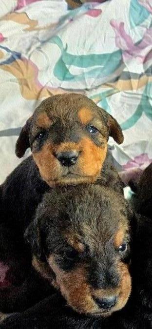 Airedale puppies 