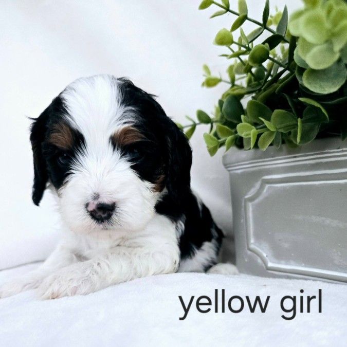 Yellow girl