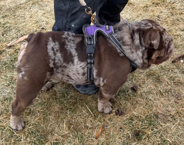 AKC English Bulldog Chocolate Tweed Merle