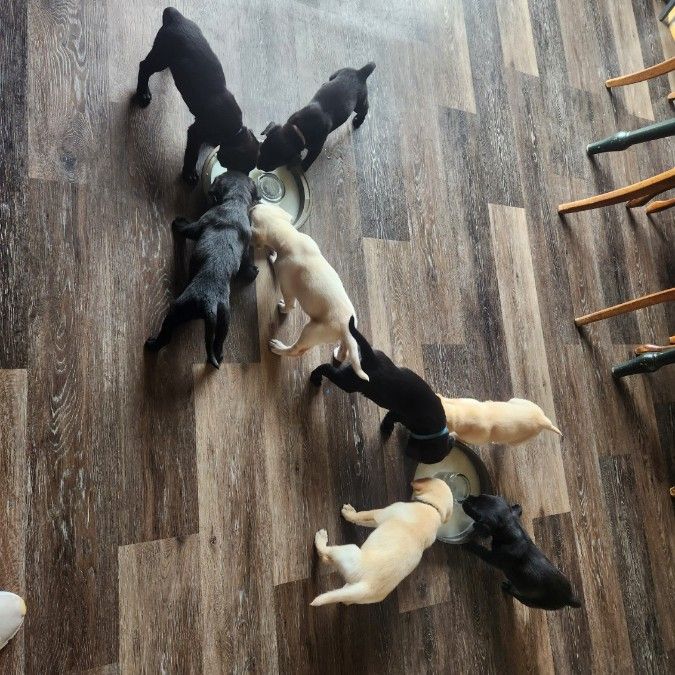 All puppies eating