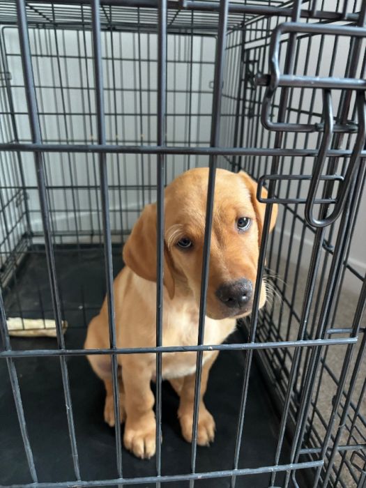 Golden retriever vizsla mix