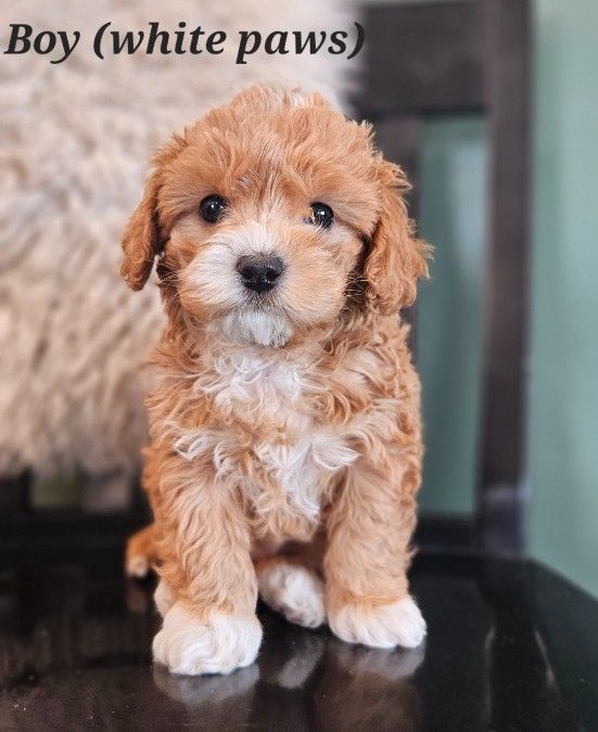 Cavapoo Puppies