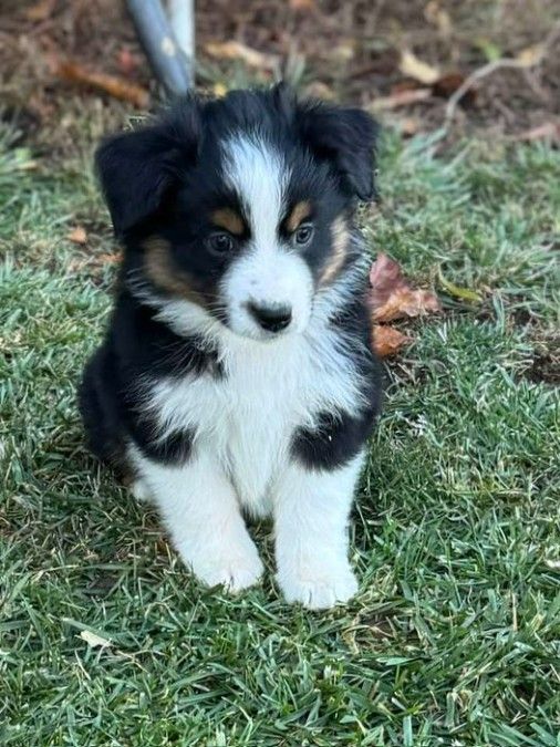 Miniature Australian Shepherd - Mini Aussie Puppy