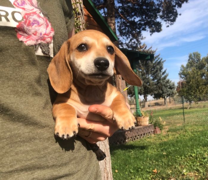 Mini Dachshund Puppies! 