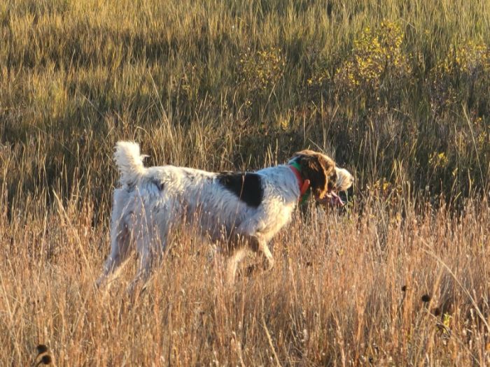 German Wirehair Pointer puppies