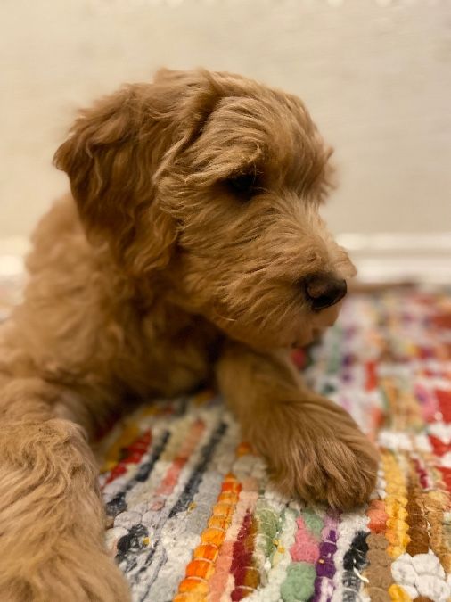 Goldendoodle Puppy Ready Now!