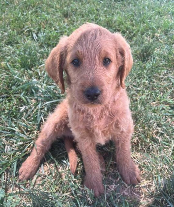 Beautiful Hunting PUPPY For Sale!